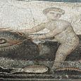 Thumbnail Palaemon Riding Dolphin